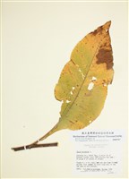 藏品(土木香)的圖片